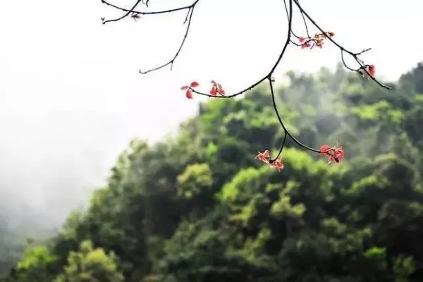 贵州近半月，阴雨交织，云雾间的春日序曲