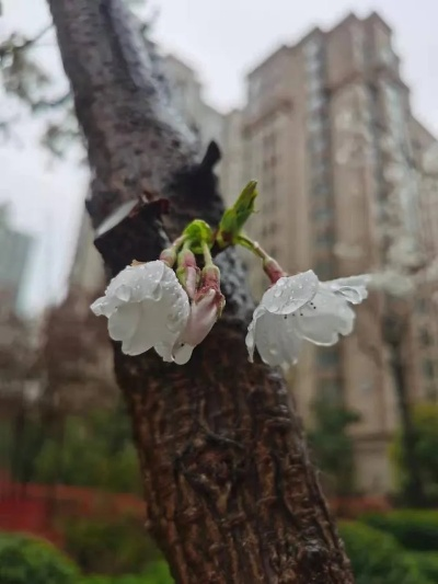春寒料峭雨未休，最近的天气，让人有些捉摸不透